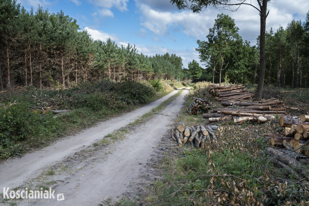 Trwa wycinka drzew pod obwodnicę Kościana