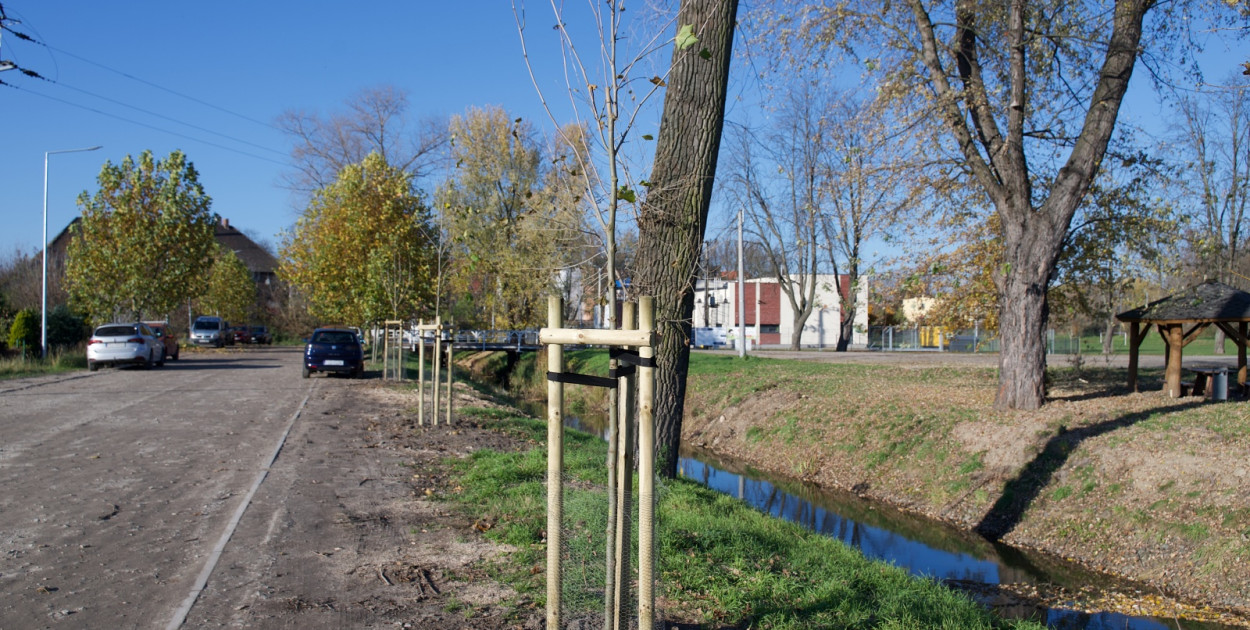 Wycinka i nowe nasadzenia drzew na Łazienkach