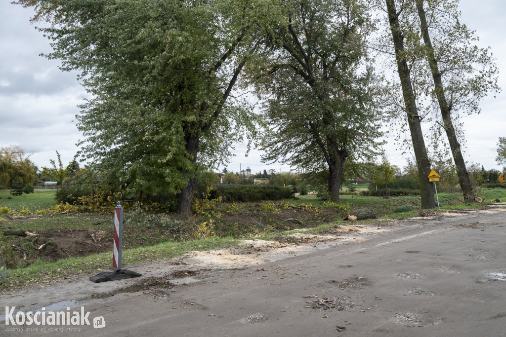 Wycinka i nowe nasadzenia drzew na Łazienkach