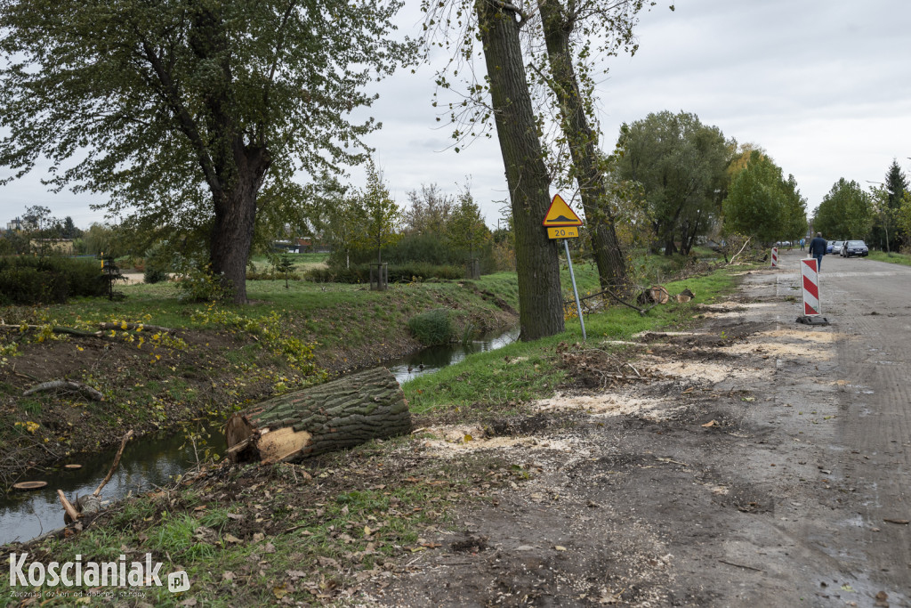 Wycinka i nowe nasadzenia drzew na Łazienkach