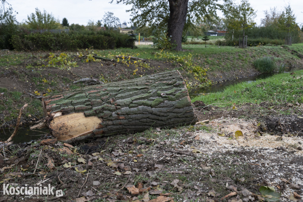 Wycinka i nowe nasadzenia drzew na Łazienkach