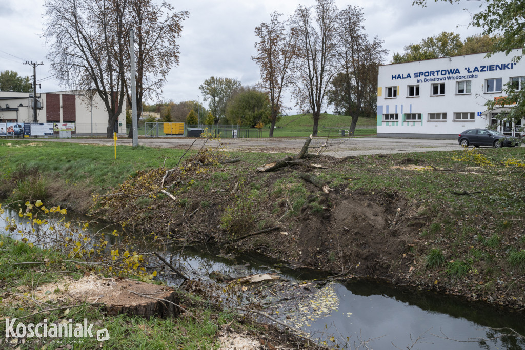 Wycinka i nowe nasadzenia drzew na Łazienkach