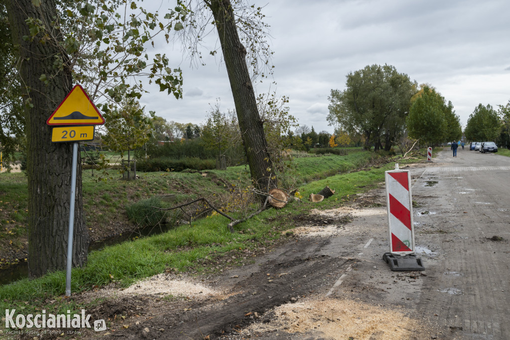 Wycinka i nowe nasadzenia drzew na Łazienkach