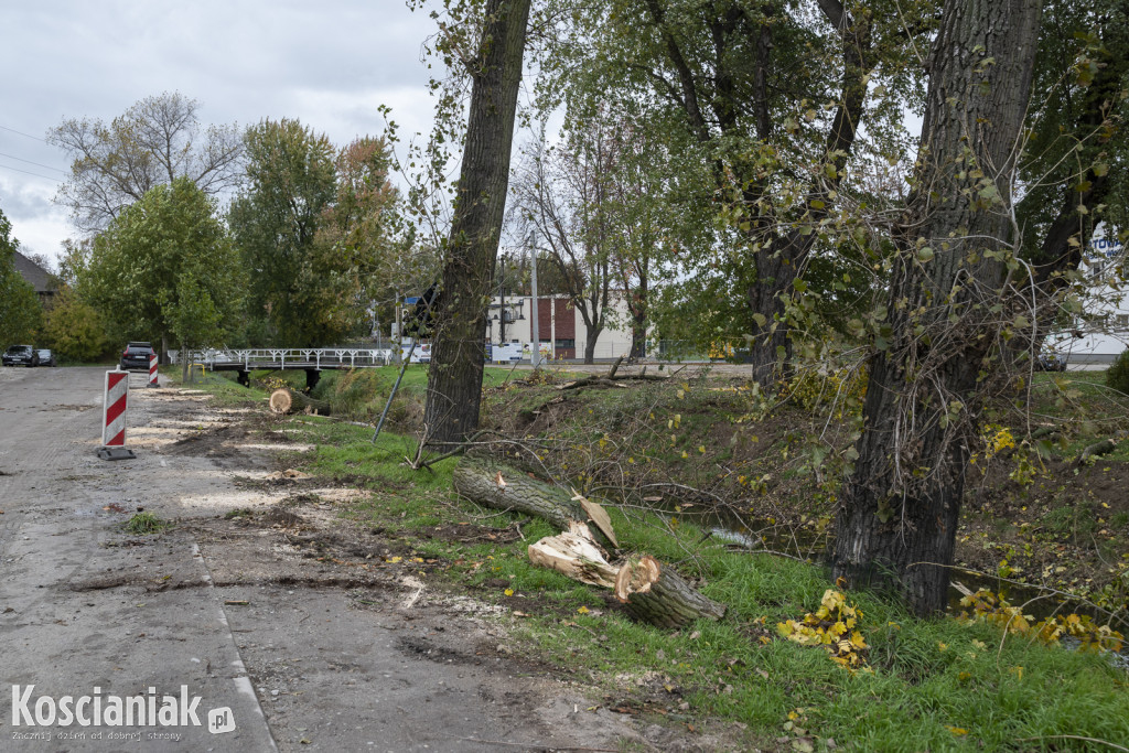 Wycinka i nowe nasadzenia drzew na Łazienkach