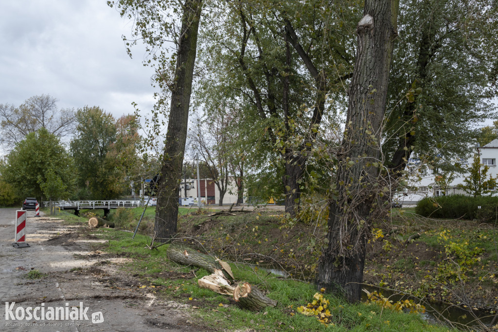 Wycinka i nowe nasadzenia drzew na Łazienkach
