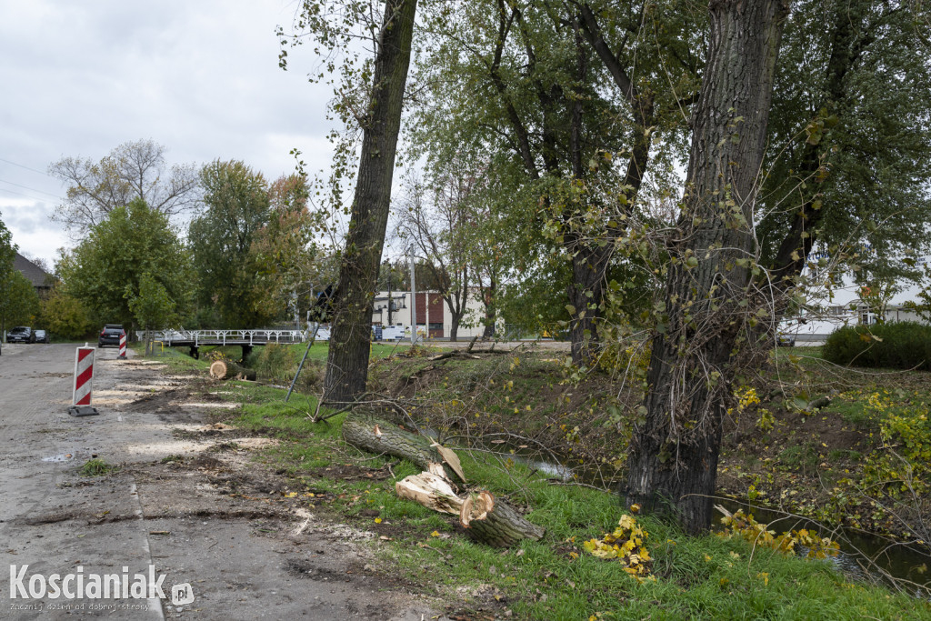 Wycinka i nowe nasadzenia drzew na Łazienkach