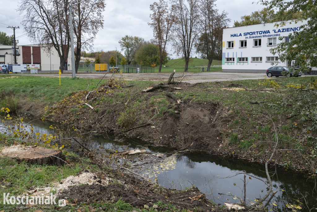 Wycinka i nowe nasadzenia drzew na Łazienkach