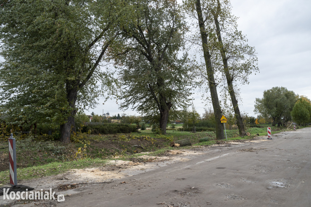 Wycinka i nowe nasadzenia drzew na Łazienkach