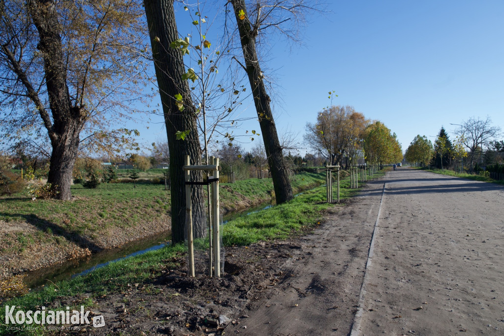 Wycinka i nowe nasadzenia drzew na Łazienkach