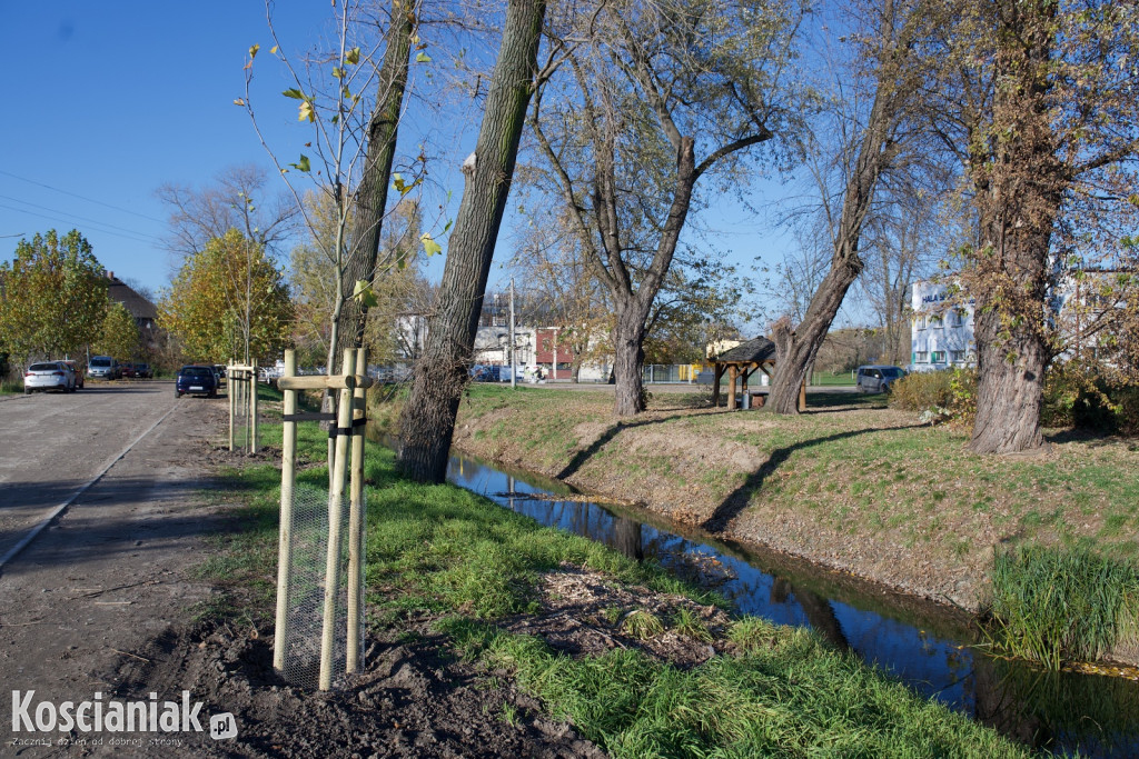Wycinka i nowe nasadzenia drzew na Łazienkach