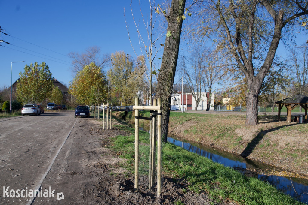 Wycinka i nowe nasadzenia drzew na Łazienkach