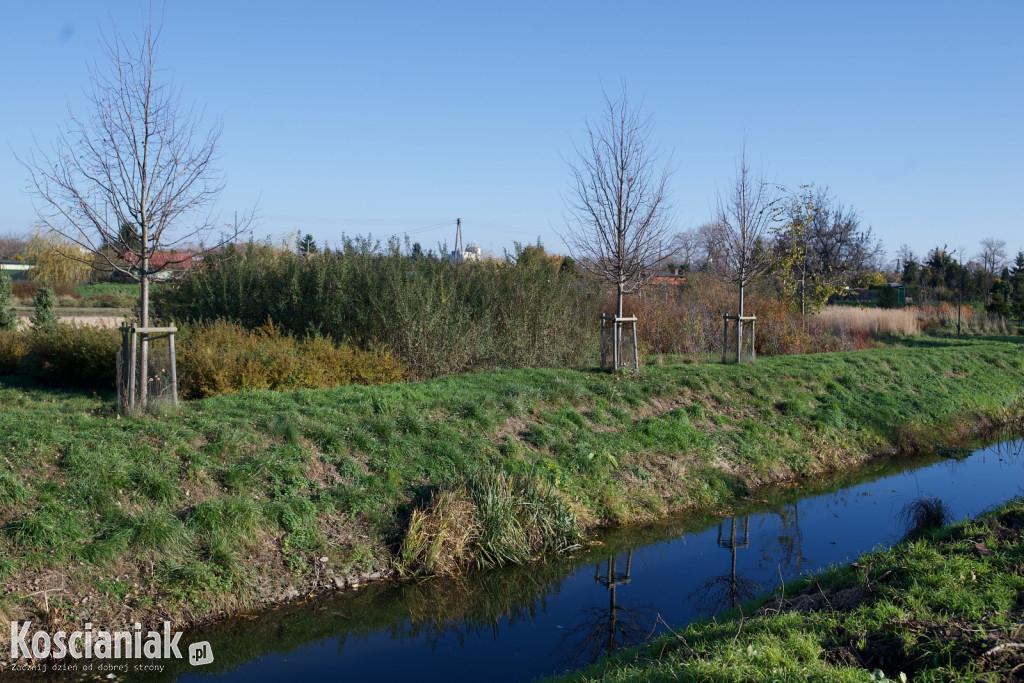 Wycinka i nowe nasadzenia drzew na Łazienkach