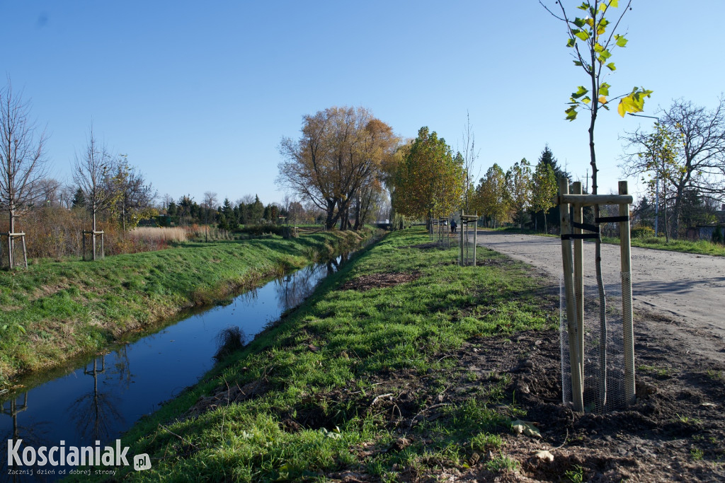Wycinka i nowe nasadzenia drzew na Łazienkach
