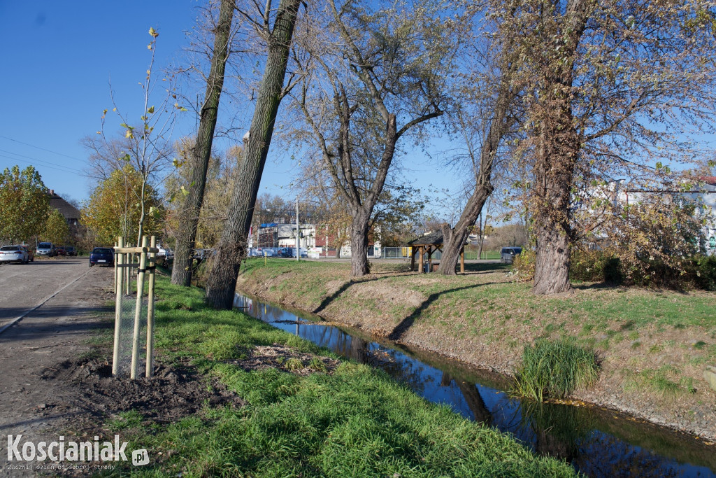 Wycinka i nowe nasadzenia drzew na Łazienkach