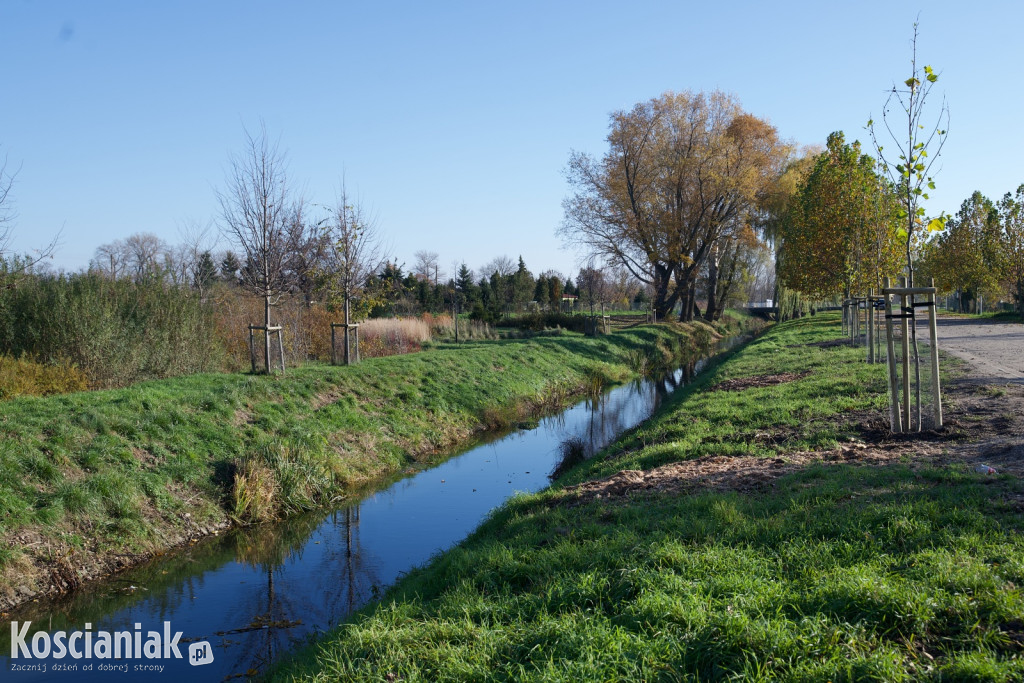 Wycinka i nowe nasadzenia drzew na Łazienkach