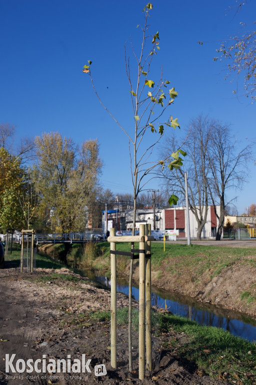 Wycinka i nowe nasadzenia drzew na Łazienkach