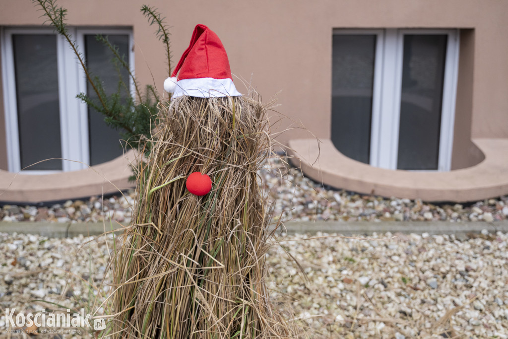 Dziergana choinka stanęła przed urzędem