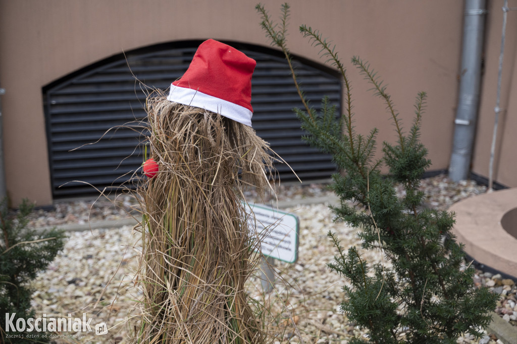 Dziergana choinka stanęła przed urzędem