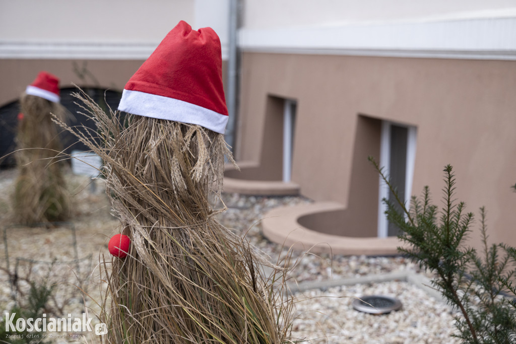 Dziergana choinka stanęła przed urzędem