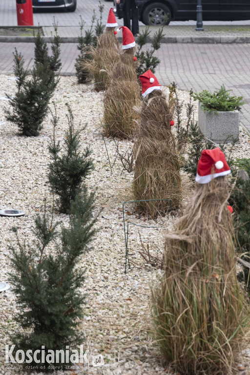 Dziergana choinka stanęła przed urzędem