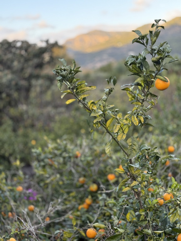 Wyjazd na Majorkę śladami Chopina uczennic Czwórki