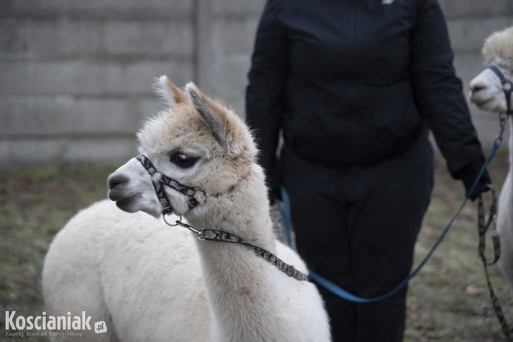 34. Finał WOŚP w Kościanie