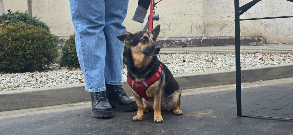 134 tys. zł w gminie Śmigiel podczas finału WOŚP