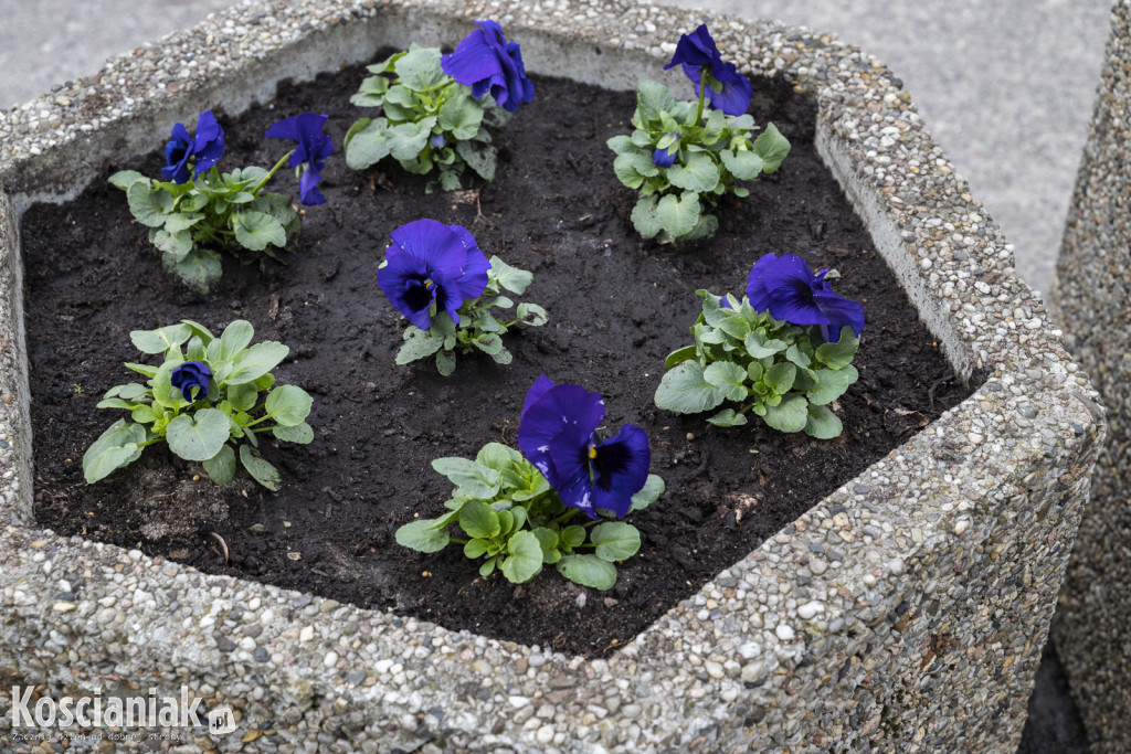 Ozdoby wielkanocne i wiosenne w Kościanie