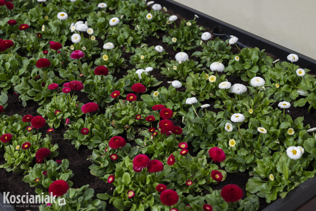 Ozdoby wielkanocne i wiosenne w Kościanie