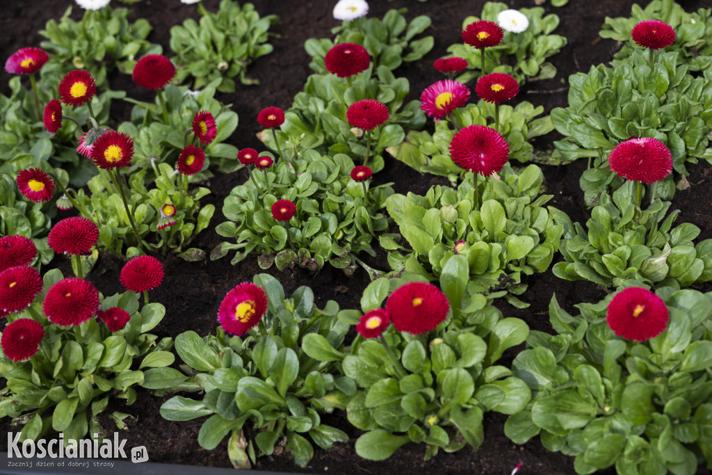 Ozdoby wielkanocne i wiosenne w Kościanie