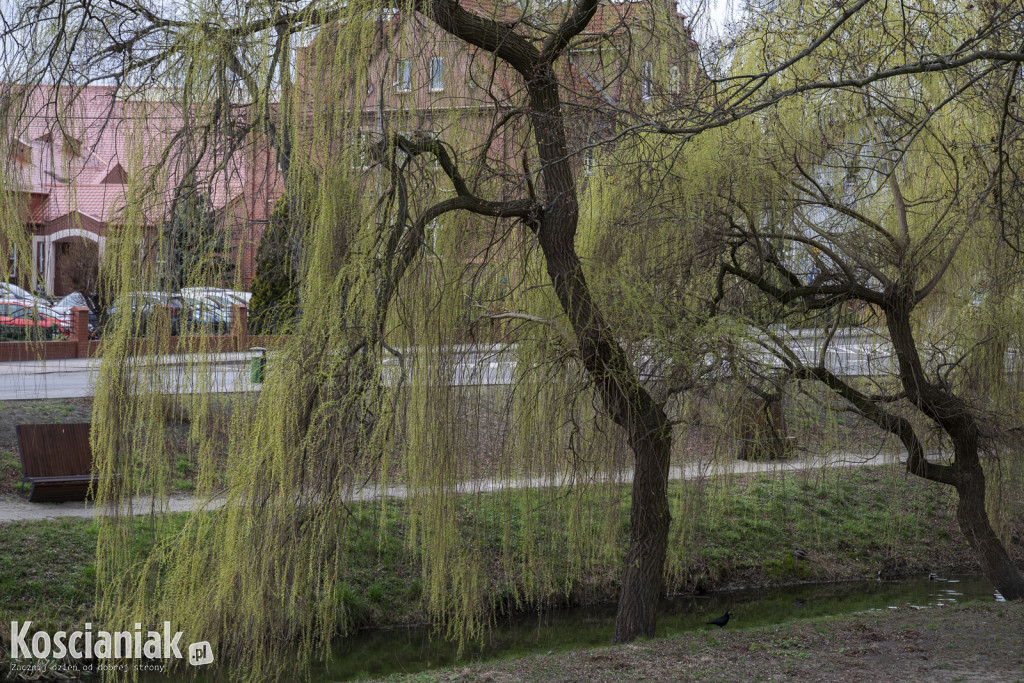 Ozdoby wielkanocne i wiosenne w Kościanie