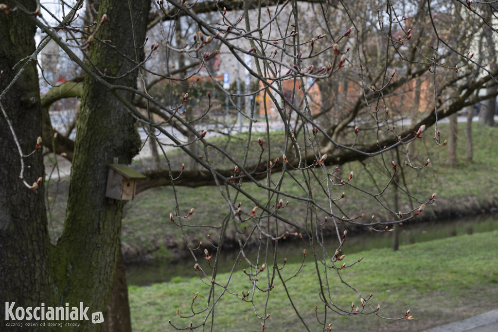 Ozdoby wielkanocne i wiosenne w Kościanie