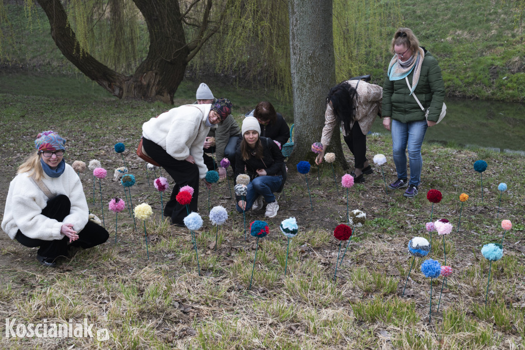 Kwietna łąka z pomponów na Wałach Żegockiego