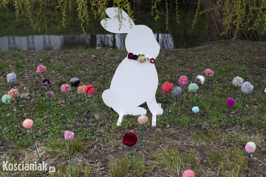 Kwietna łąka z pomponów na Wałach Żegockiego