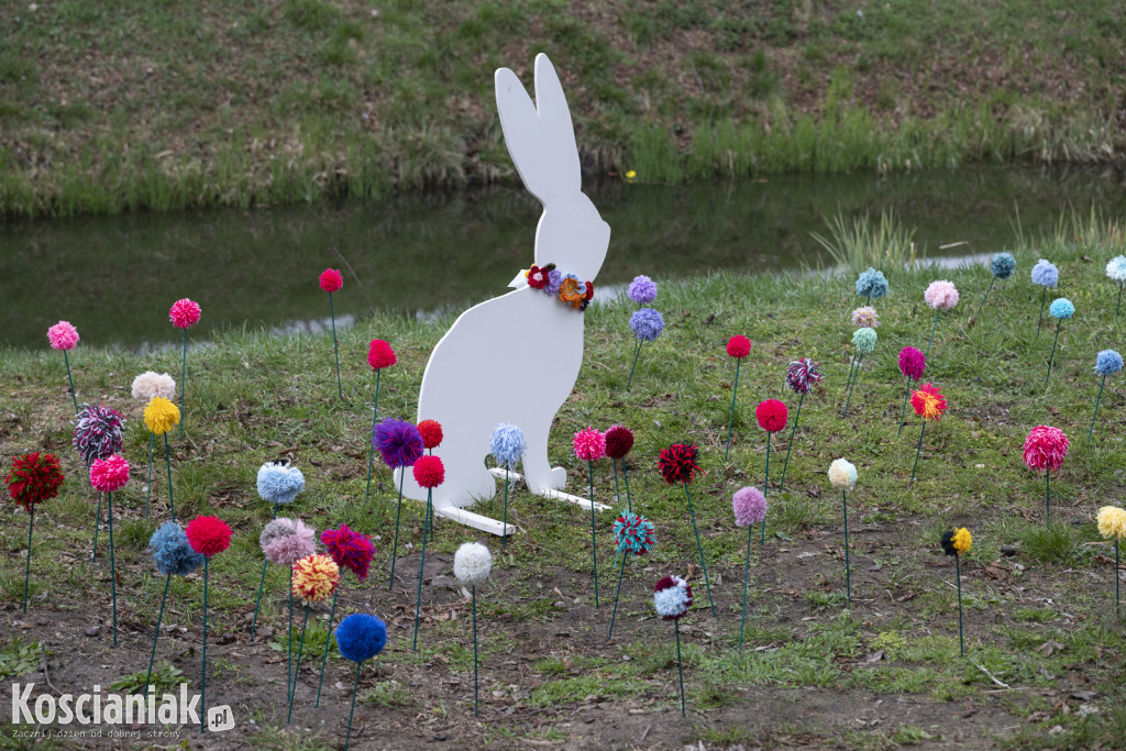Kwietna łąka z pomponów na Wałach Żegockiego