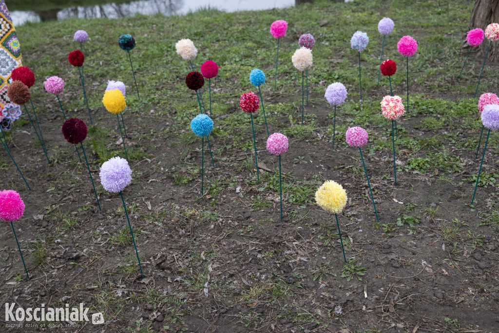 Kwietna łąka z pomponów na Wałach Żegockiego