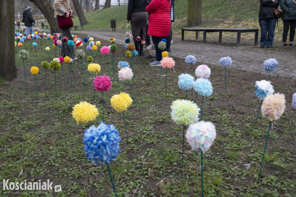 Kwietna łąka z pomponów na Wałach Żegockiego