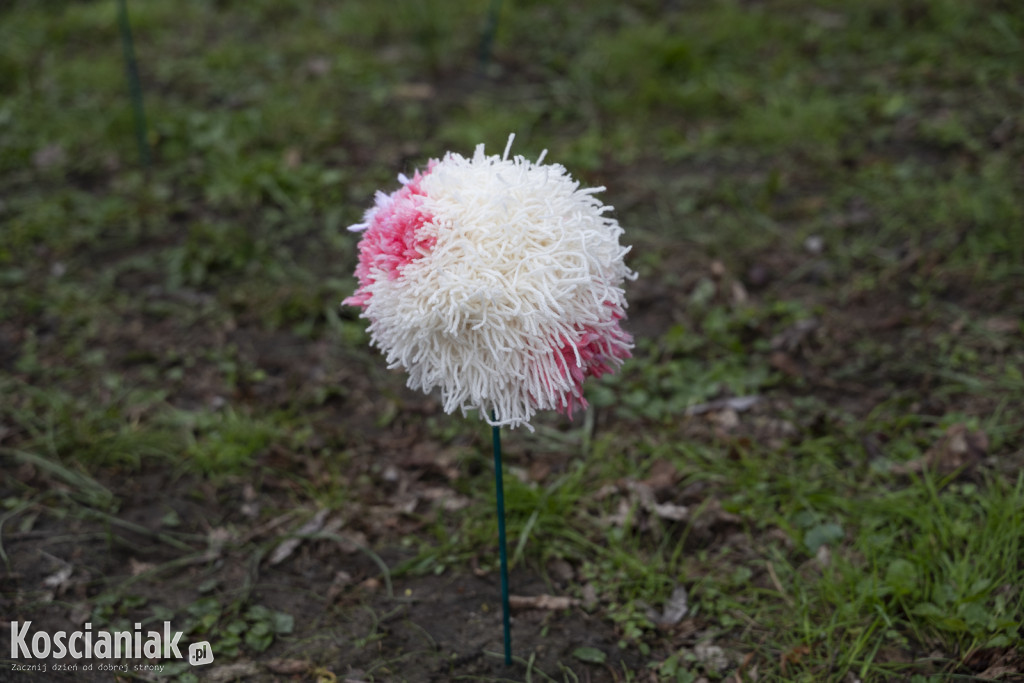 Kwietna łąka z pomponów na Wałach Żegockiego