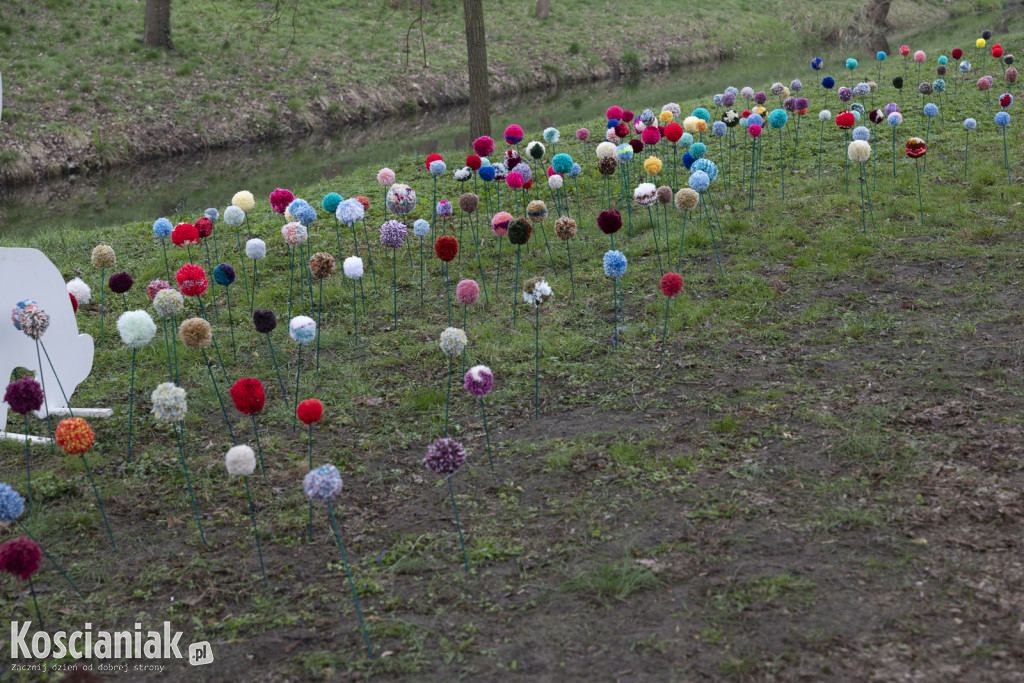 Kwietna łąka z pomponów na Wałach Żegockiego