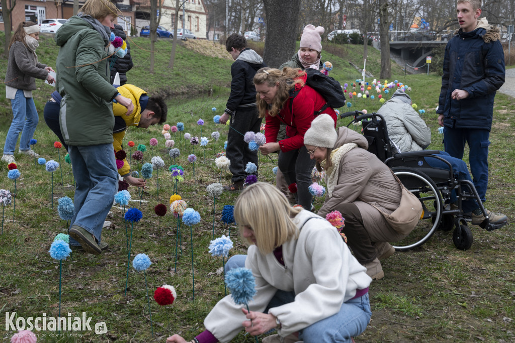 Kwietna łąka z pomponów na Wałach Żegockiego
