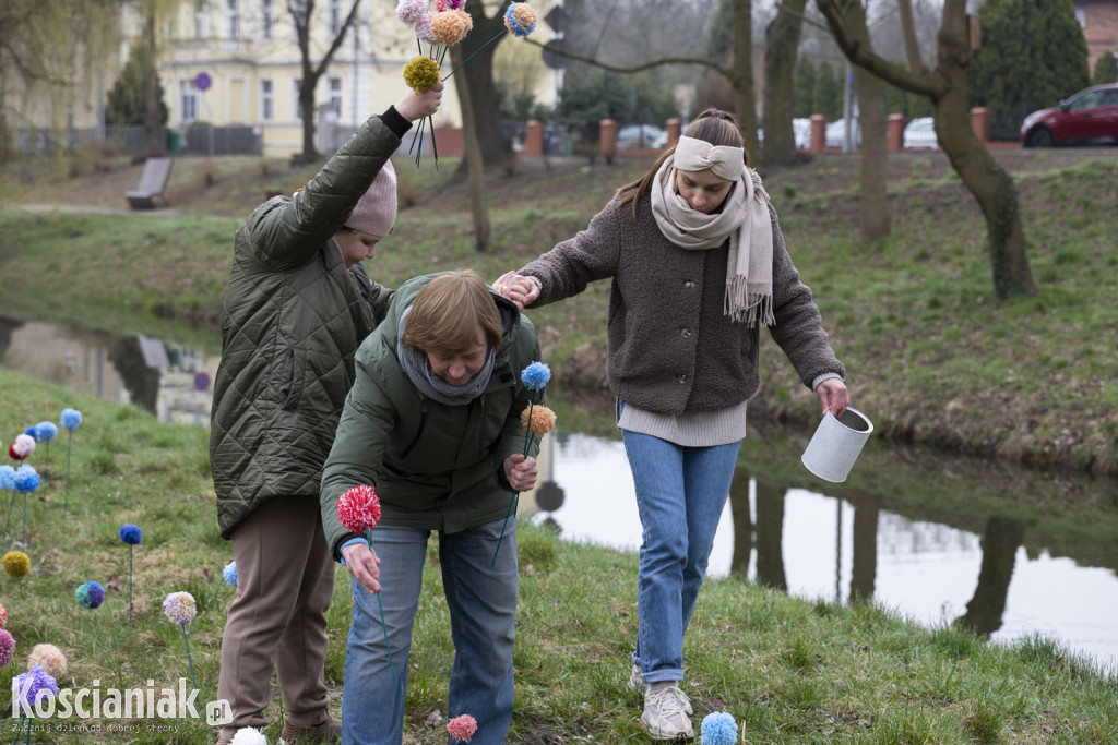 Kwietna łąka z pomponów na Wałach Żegockiego