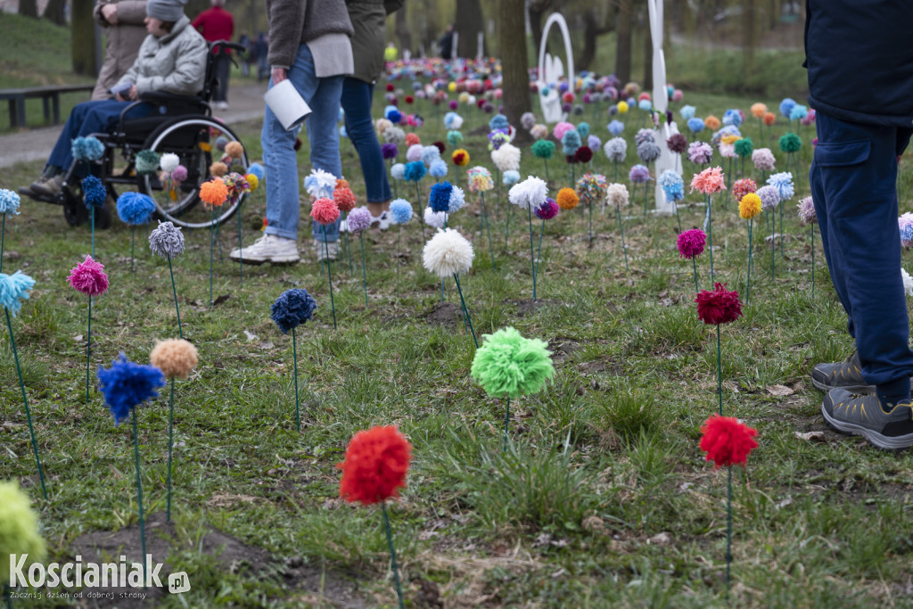 Kwietna łąka z pomponów na Wałach Żegockiego