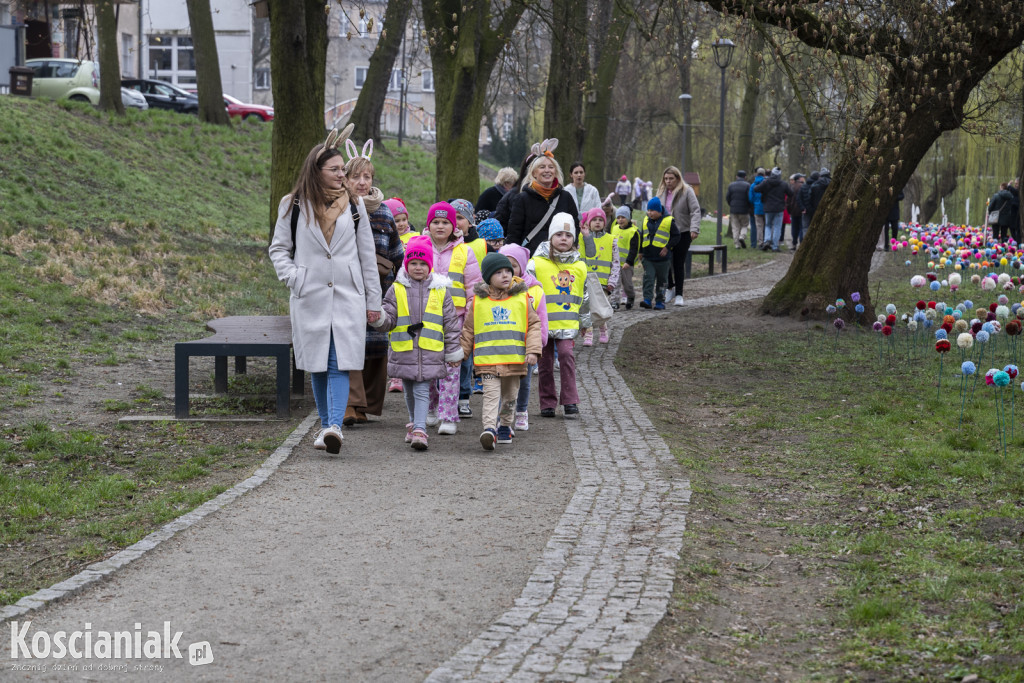 Kwietna łąka z pomponów na Wałach Żegockiego