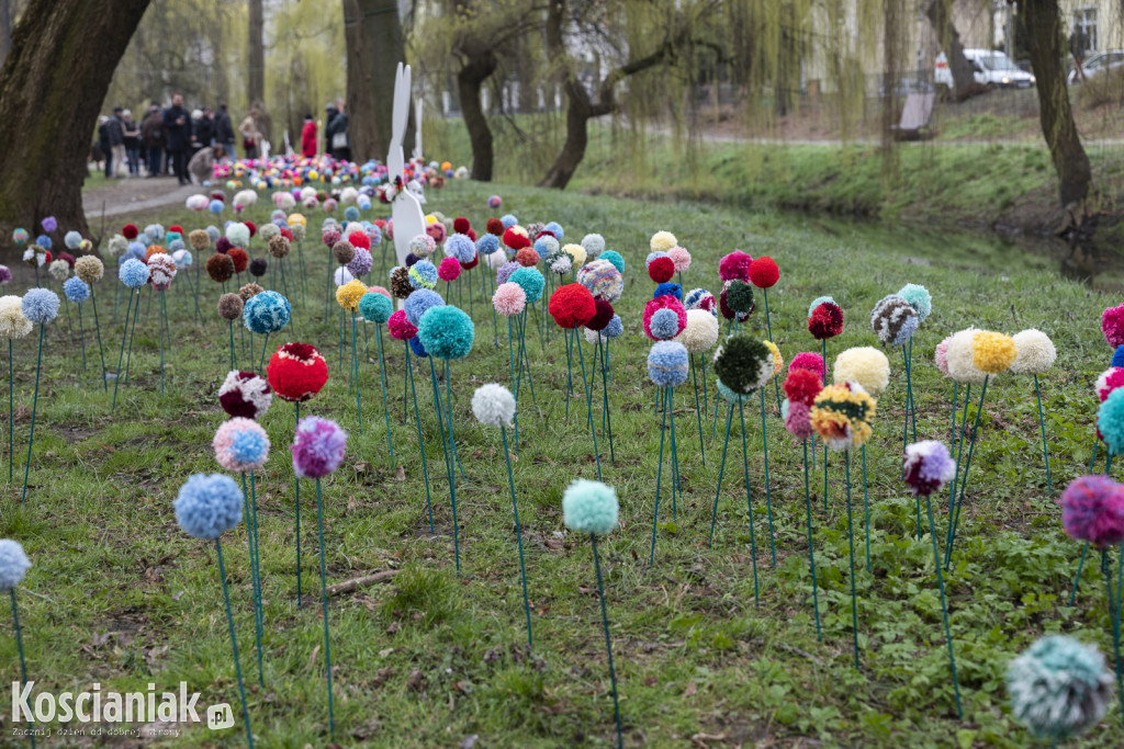 Kwietna łąka z pomponów na Wałach Żegockiego