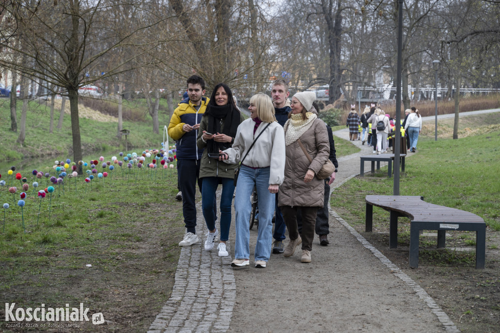 Kwietna łąka z pomponów na Wałach Żegockiego