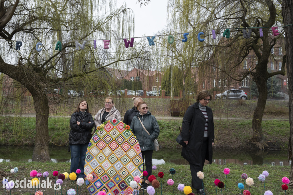 Kwietna łąka z pomponów na Wałach Żegockiego