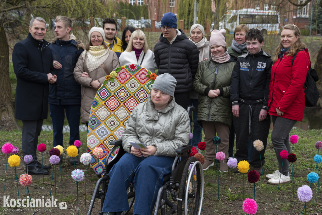 Kwietna łąka z pomponów na Wałach Żegockiego