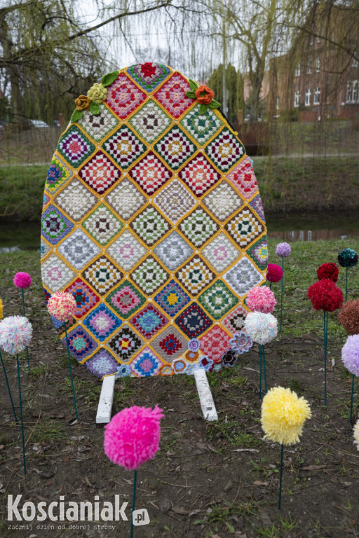 Kwietna łąka z pomponów na Wałach Żegockiego