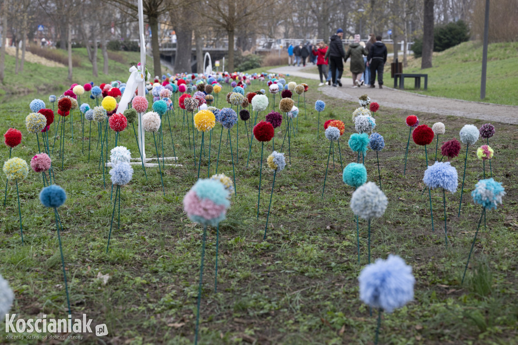 Kwietna łąka z pomponów na Wałach Żegockiego