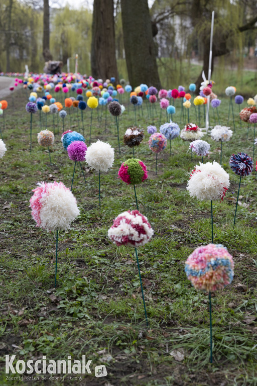 Kwietna łąka z pomponów na Wałach Żegockiego